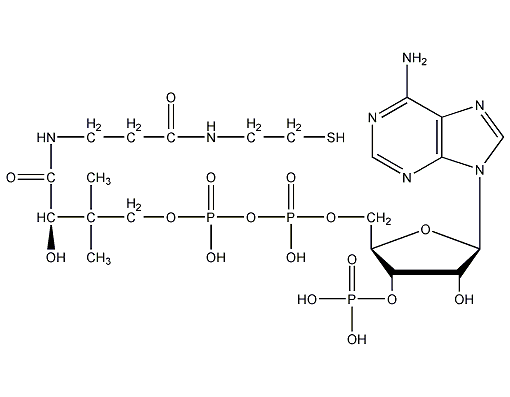Coenzyme A structural formula