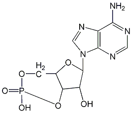 Adenosine-3',5'-cyclic phosphate structural formula